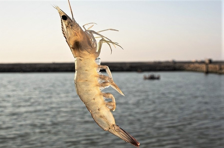 حماسه تولید در قطب میگوی ایران؛ برداشت ۳۰ هزار تن محصول در سایه پایش هوشمند دامپزشکی استان بوشهر